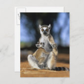 Ringstaartleem, moeder en moeder (Lemur catta) Briefkaart (Voorkant / Achterkant)