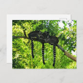 Ringstaartleemur #3 Briefkaart (Voorkant / Achterkant)