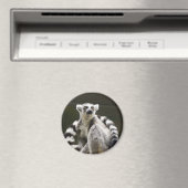 Ringstaartleemur Magneet (Insitu (Vaatwasser))