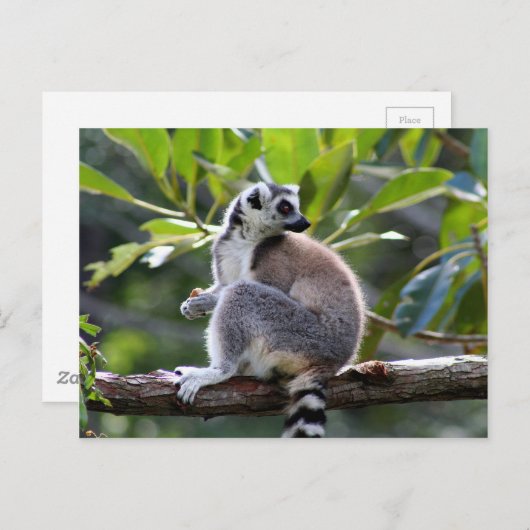 Ringstaartlemur Briefkaart (Voorkant / Achterkant)