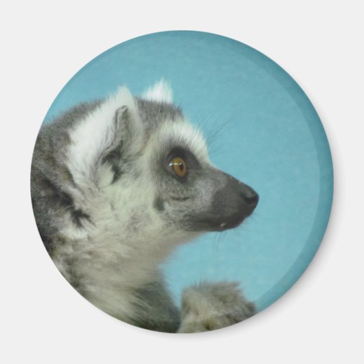 Ringstaartlemur Classic Magneet (Voorkant)