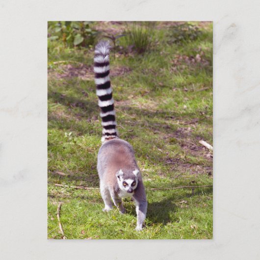 Ringstaartlemur met gras briefkaart (Voorkant)