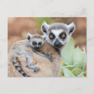 Ringstaartmaki-baby op de rug van haar moeder briefkaart