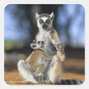Ringstaartmaki, (Lemur catta), Moeder en Vierkante Sticker