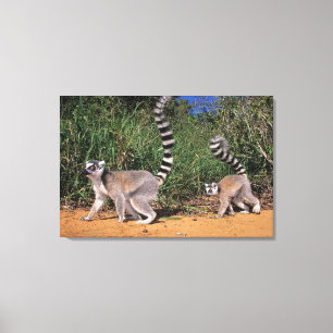 Ringstaartmaki's (Lemur Catta), Berenty Canvas Afdruk