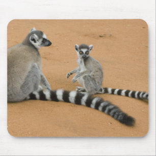 Ringstaartmaki's, (Lemur catta), Berenty Muismat