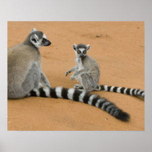 Ringstaartmaki's, (Lemur catta), Berenty Poster