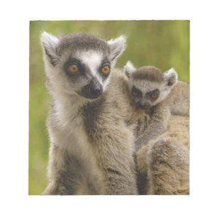 Ringstaartmaki's (Lemur catta) Moeder & baby. Notitieblok
