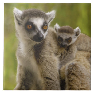 Ringstaartmaki's (Lemur catta) Moeder & baby. Tegeltje