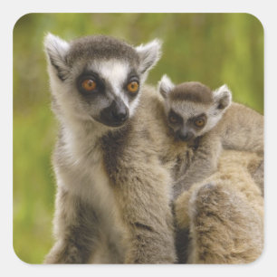 Ringstaartmaki's (Lemur catta) Moeder & baby. Vierkante Sticker