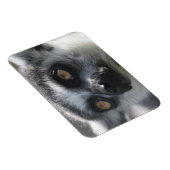 Ringtail Lemur magneet (Rechterzijde)