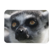 Ringtail Lemur magneet (Horizontaal)