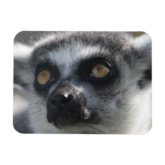 Ringtail Lemur magneet (Horizontaal)