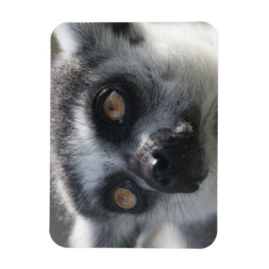 Ringtail Lemur magneet (Verticaal)