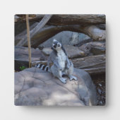 Ringtail Possum Foreman on Work Fotoplaat (Voorkant)