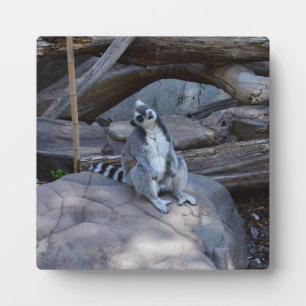 Ringtail Possum Foreman on Work Fotoplaat