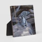 Ringtail Possum Foreman on Work Fotoplaat (Voorkant)