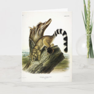 Ringtail (ringstaartbassaris, ringstaartkat) kaart