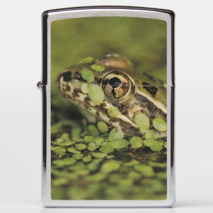 Rio Grande Leopard Frog, Rana berlandieri,
