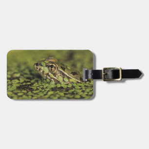 Rio Grande Leopard Frog, Rana berlandieri, Bagagelabel