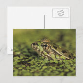 Rio Grande Leopard Frog, Rana berlandieri Briefkaart (Voorkant / Achterkant)