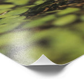 Rio Grande Leopard Frog, Rana berlandieri Foto Afdruk (Hoek)