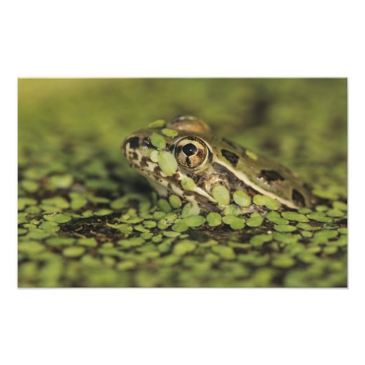 Rio Grande Leopard Frog, Rana berlandieri Foto Afdruk (Voorkant)