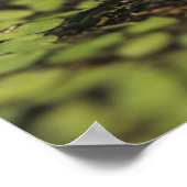 Rio Grande Leopard Frog, Rana berlandieri Poster (Hoek)