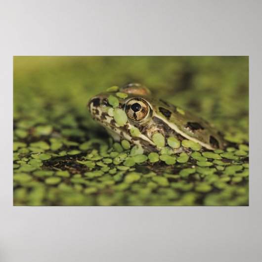 Rio Grande Leopard Frog, Rana berlandieri Poster (Voorkant)