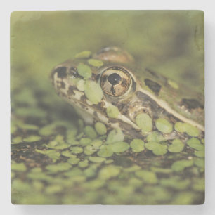 Rio Grande Leopard Frog, Rana berlandieri Stenen Onderzetter