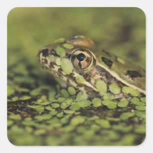 Rio Grande Leopard Frog, Rana berlandieri, Vierkante Sticker