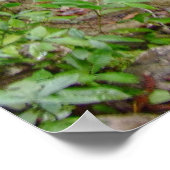 Rio Mesillos à San Luis Potosi, affiche mexicaine (Coin)