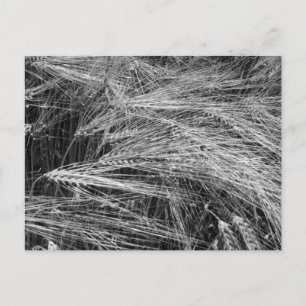 Ripe gerstoren (Hordeum vulgare) Feestdagenkaart