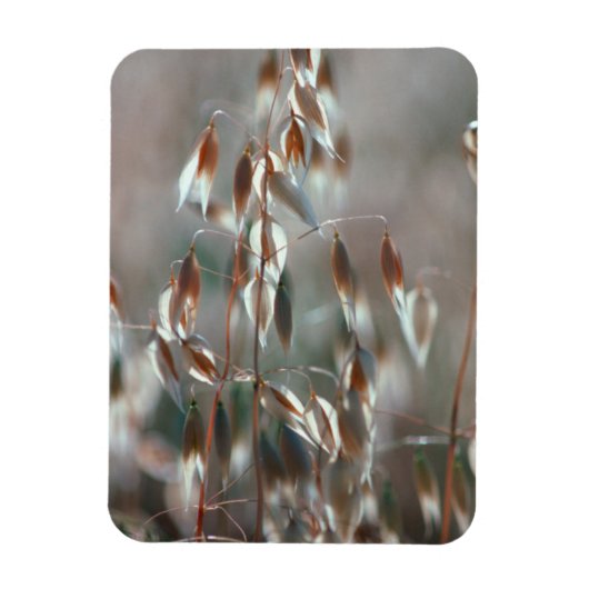 Ripe haver (Avena sativa) gaat dicht. Ceres, Bolan Magneet (Verticaal)