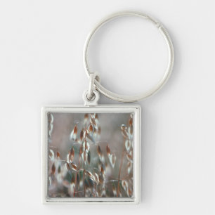 Ripe haver (Avena sativa) gaat dicht. Ceres, Bolan Sleutelhanger