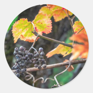 Ripe Isabella druif Ronde Sticker