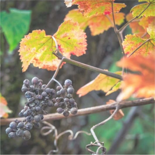 Ripe Isabella druif Sticker (Voorkant)