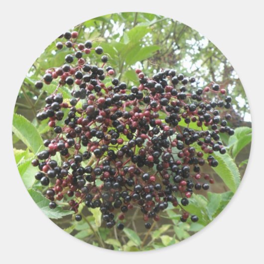 Ripening Elderberries Stickers (Voorkant)