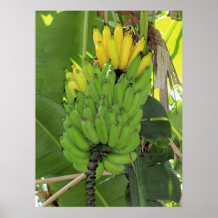 Ripingbanaan Poster