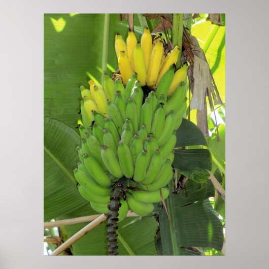 Ripingbanaan Poster (Voorkant)