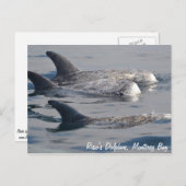 Risso's Dolphins Briefkaart (Voorkant / Achterkant)