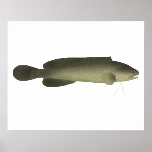 River Blackfish Print, Waarde Poster Papier (mat) (Voorkant)