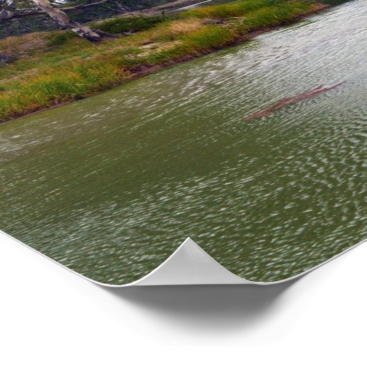 River Murray Australia The Bend, Poster (Coin)