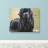 River Newfoundland Canvas Foto (Insitu (Houten vloer))