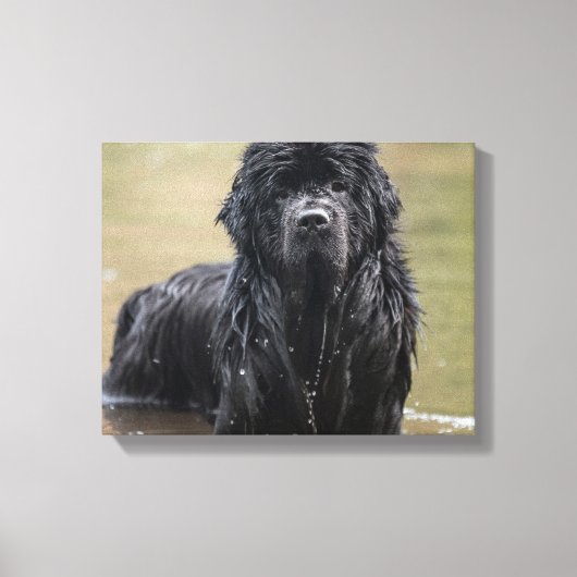 River Newfoundland Canvas Foto Afdruk (Voorkant)