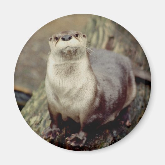 River Otter Magnet Magneet (Voorkant)