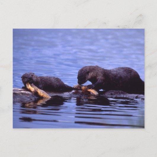 River Otters Wildlife Series # 15 Carte postale (Devant)