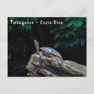 Riverschildpad zonnebaden in Tortuguero - Costa Ri Briefkaart