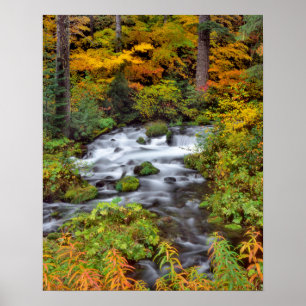 Rivier door bos, herfst, Oregon Poster