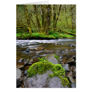 Rivier in groen bos, Oregon